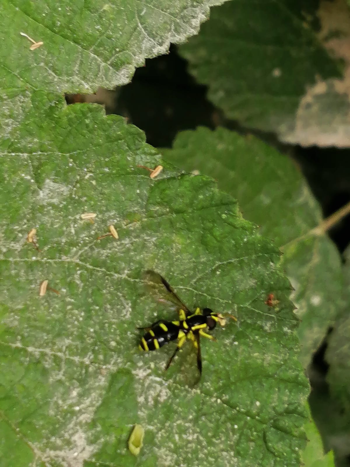 Syrphidae: Chrysotoxum sp.  con deformit